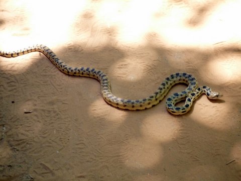 Gopher Snake 