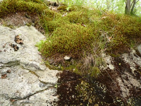 Rock with moss