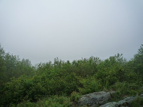 Foggy vista on Appalachian Trail, Mt. Greylock State Reservation, MA