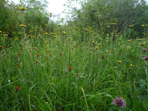 Wildflowers at Stony Ledge Vista, Mt. Greylock State Reservation, MA