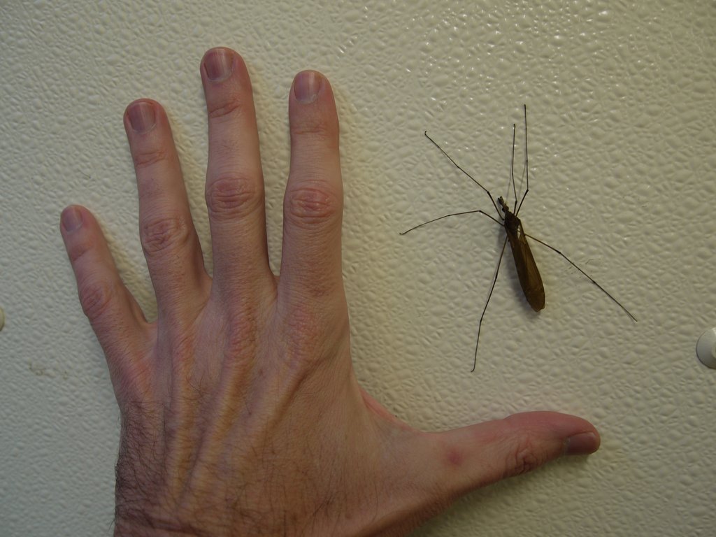 crane fly yosemite giant california july western national park