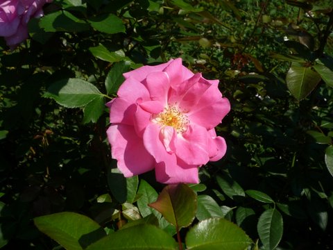 Rose garden, New York (Bronx) Botanical Gardens