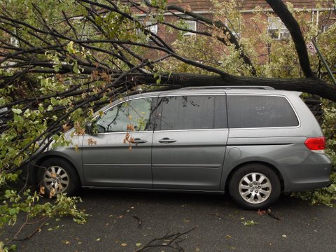 Tree fallen onto car, 69th Road, Kew Gardens Hills, NY