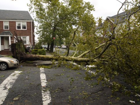 Storm damage, 69th Road, Kew Gardens Hills, NY