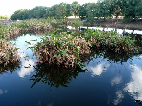 Wakodahatchee Wetlands, Palm Beach County, Florida