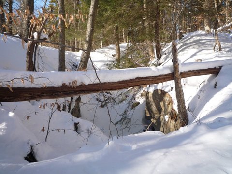 Fallen tree, Blue Trail, Fahnestock State Park, NY