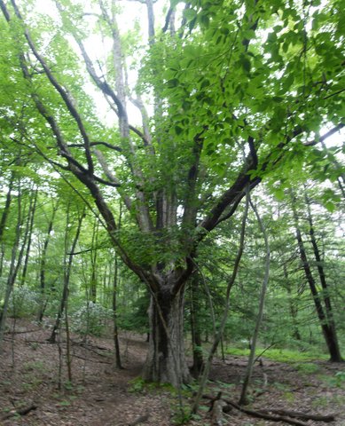 Large tree, Sterling Forest State Park, NY