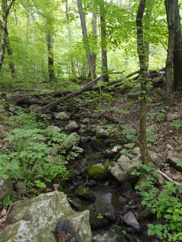 Unnamed brook, Indian Hill Trail, Sterling Forest State Park, NY