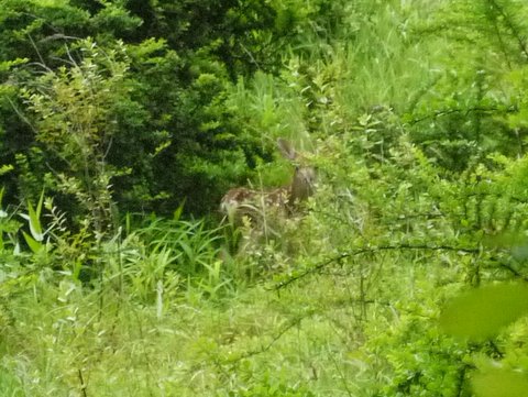 Fawn Hiding in the Grass