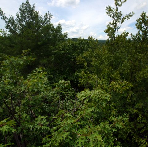 Trees, Stonetown Circular Trail, Passaic River Coalition, NJ