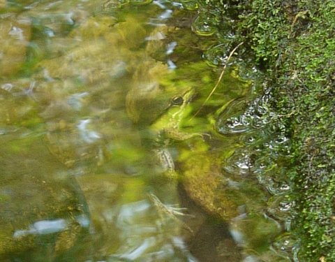Frog hiding underwater
