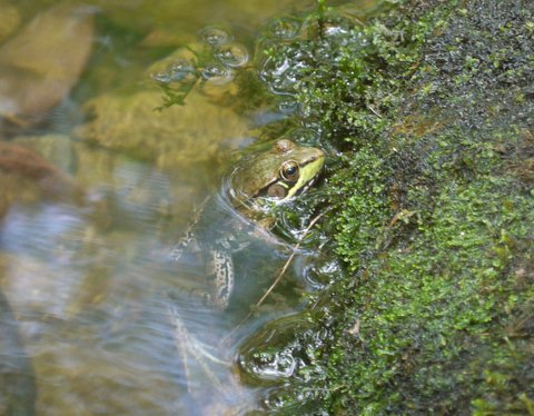 Closeup of frog