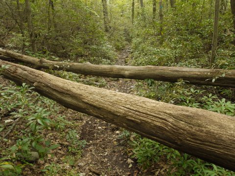 Fallen Trees on Fahnestock Trail, Fahnestock State Park, NY