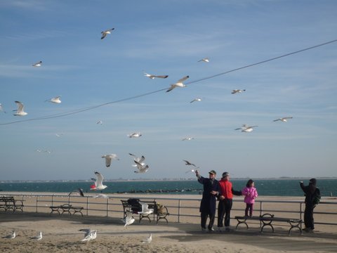 Seagulls on Coney Island boardwalk