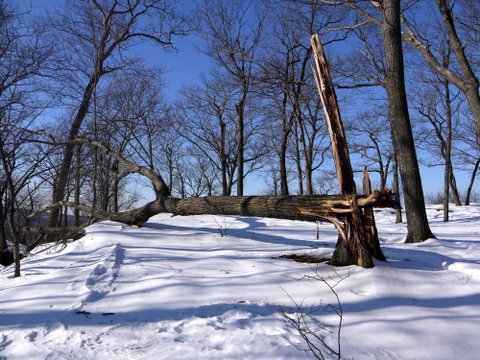 Fallen Tree on Long Path, Harriman State Park, NY