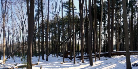 Fallen Trees on Menomine Trail, Harriman State Park, NY
