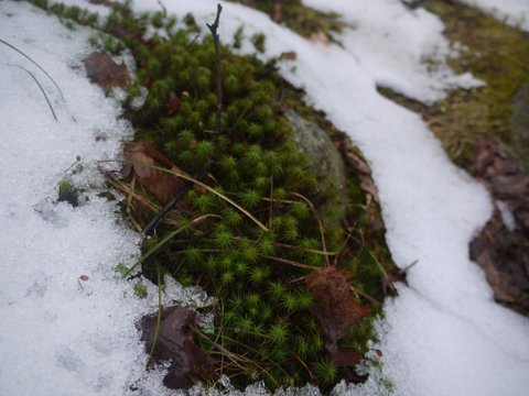 Moss in the Snow, Harriman State Park, NY