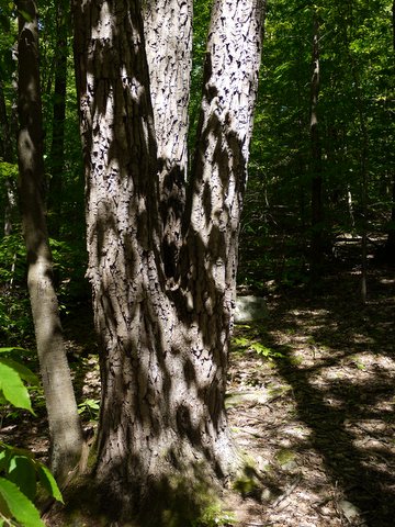 Triplet Trees, Jennings Hollow Trail, Long Pond Ironworks State Park, NJ