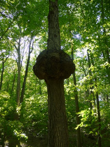 Burl in oak tree trunk, Jennings Hollow Trail, Long Pond Ironworks State Park, NJ