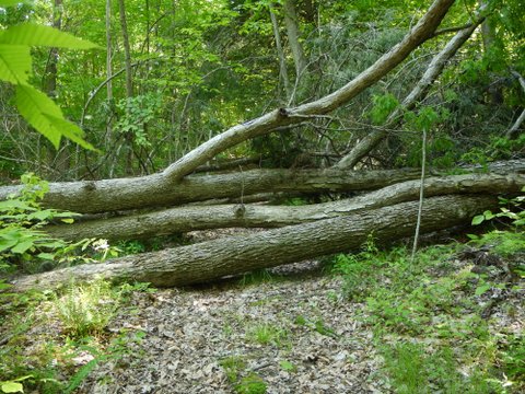 Downed trees, Jennings Hollow Trail, Long Pond Ironworks State Park, NJ
