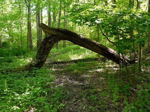 Highlands Trail Passes Under a Fallen Tree, Long Pond Ironworks State Park, NJ
