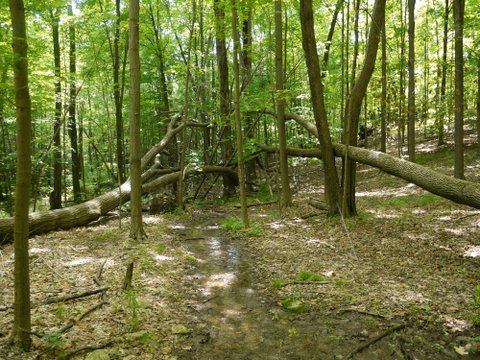 Fallen trees on the Appalachian Trail, Orange County, NY
