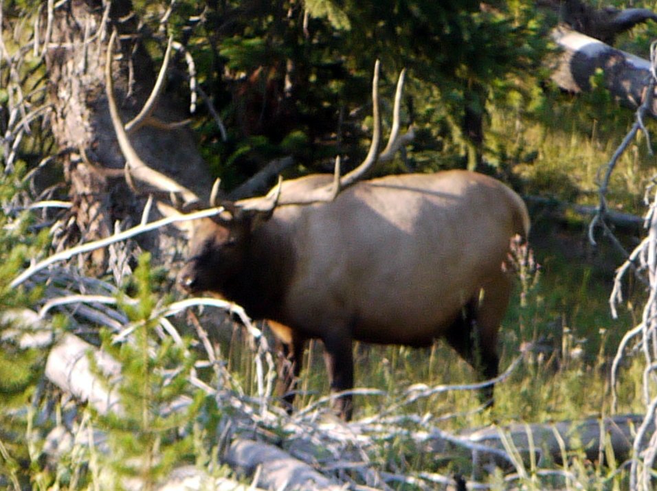 Elk, Yellowstone National Park, Wyoming