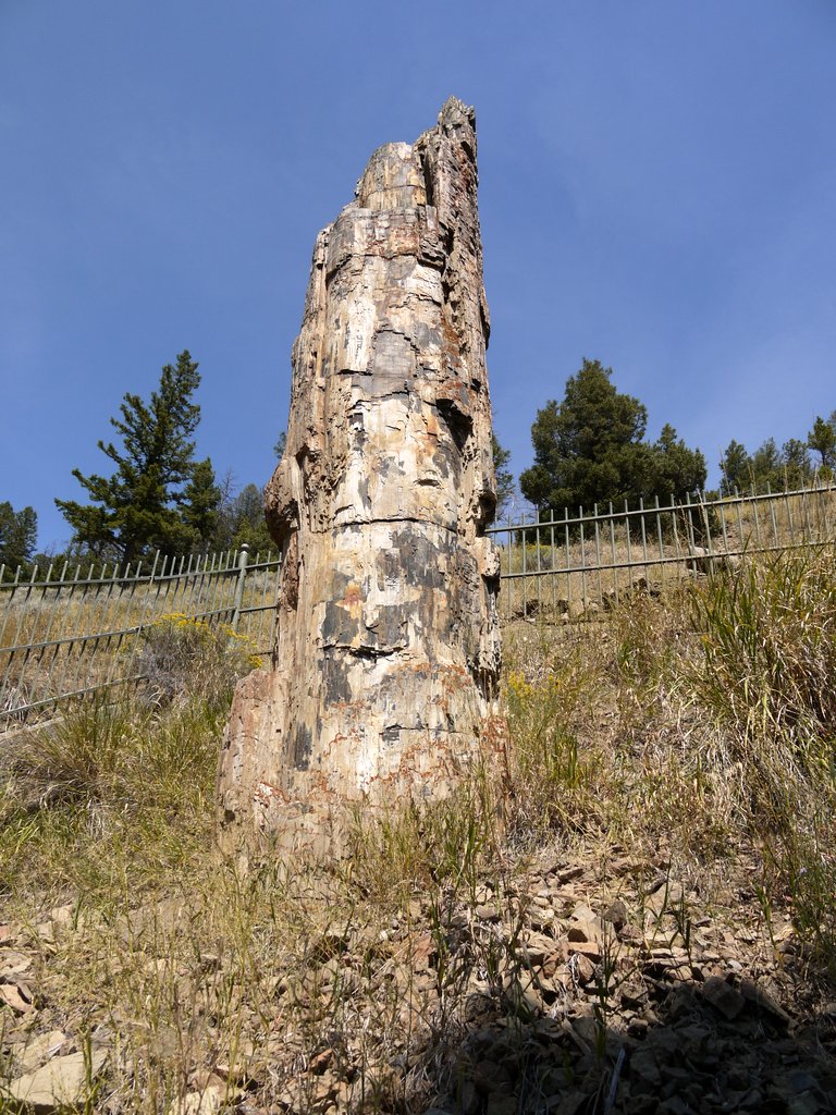 Petrified Tree, Blacktail Deer Plateau, Yellowstone National Park, Wyoming