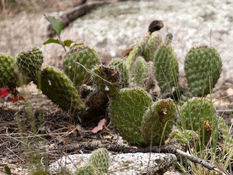 Prickly pear cactus (Opuntia), Boulder Mountain Park, Boulder, Colorado