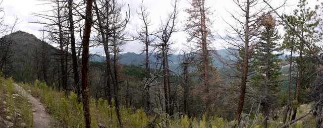 Burned trees on Bear Peak West Ridge trail, Boulder Mountain Park, Boulder, Colorado