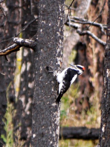 Hairy woodpeckers (Picoides villosus), Boulder Mountain Park, Boulder, Colorado