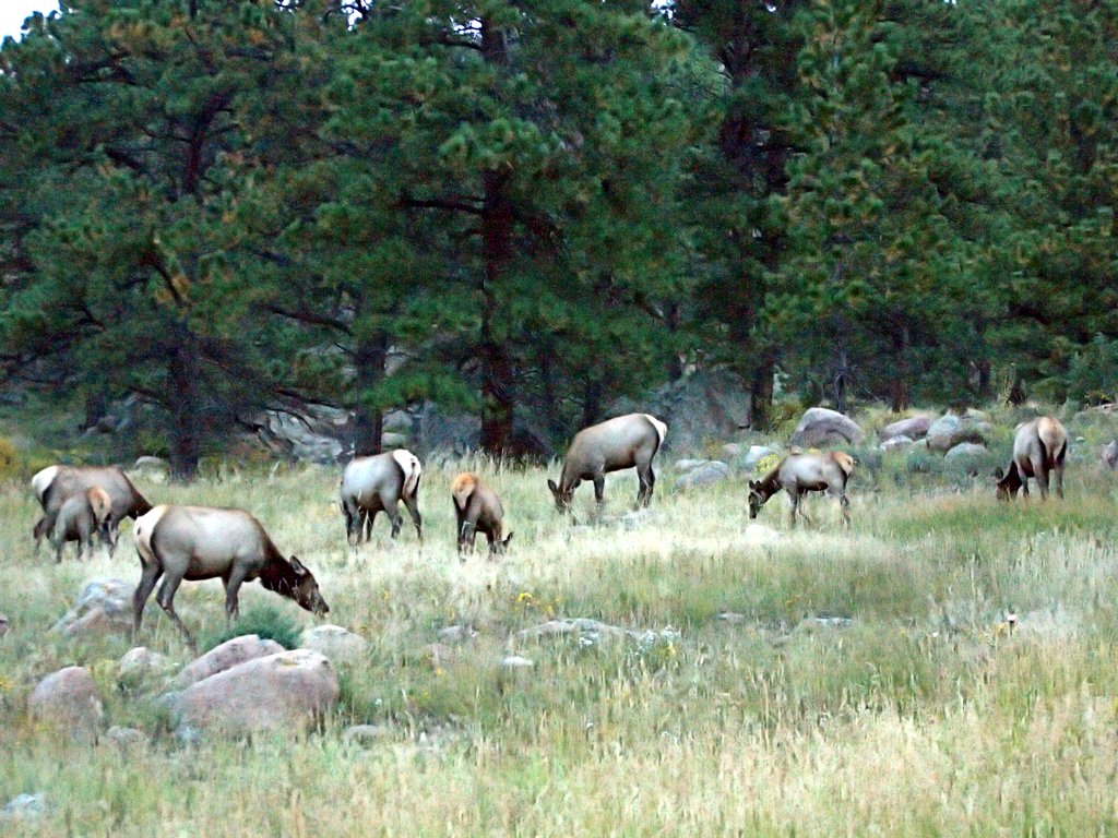 Rocky Mountain National Park, Colorado – September 10, 2014 | Charlie Stein's Photoblog1024 x 768