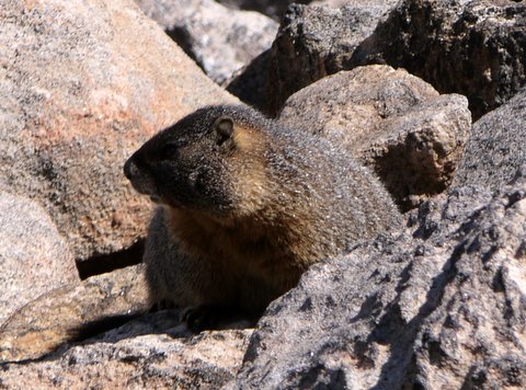 Yellow-bellied marmot (Marmota flaviventris), Rocky Mountain National Park, Colorado