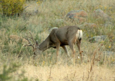 Mule deer (Odocoileus hemionus), Rocky Mountain National Park, Colorado