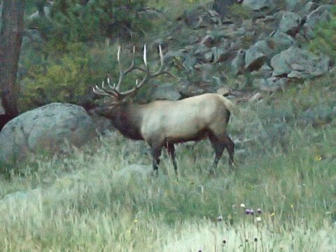 Rocky Mountain elk (Cervus canadensis nelsoni), Rocky Mountain National Park, Colorado