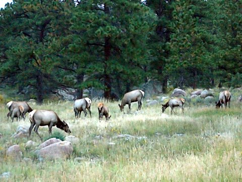 Rocky Mountain elk (Cervus canadensis nelsoni), Rocky Mountain National Park, Colorado