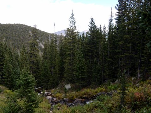 Alpine Creek cascades through the forest, Rocky Mountain National Park, Colorado