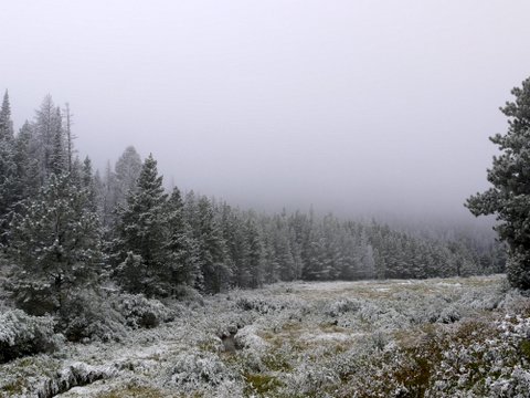 Ground frost, Rocky Mountain National Park, Colorado