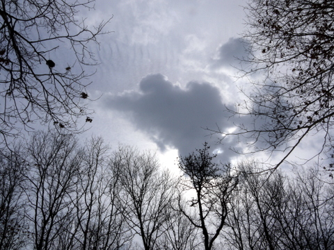 Cloudy sky, Connetquot River State Park Preserve, Suffolk County, New York