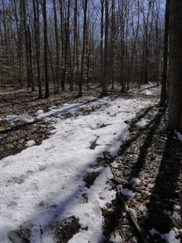 Shadows on the snow, Great Swamp National Wildlife Refuge, Morris County, New Jersey