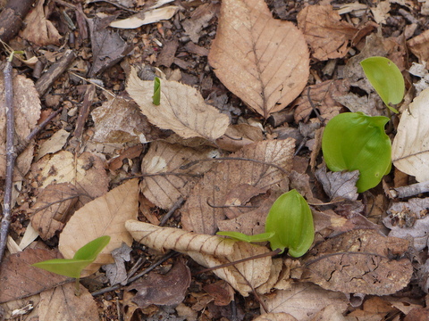 New leaf boring hole through dead leaf, Devil's Den Preserve, Fairfield County, Connecticut