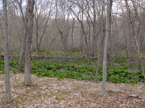 Contrast between brown and green foliage, Devil's Den Preserve, Fairfield County, Connecticut