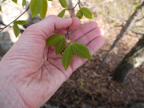 Hornbeam Leaves, Devil's Den Preserve, Fairfield County, Connecticut