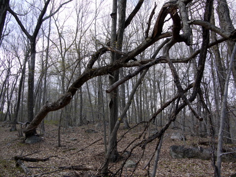 Fallen tree, Devil's Den Preserve, Fairfield County, Connecticut
